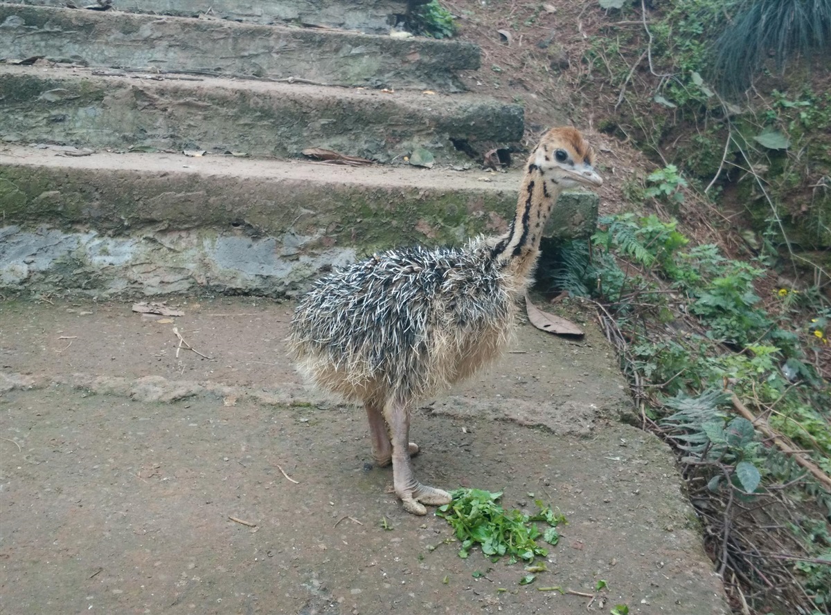 重庆鸵鸟,鸵鸟养殖,非洲鸵鸟苗,鸵鸟苗价格,鸵鸟苗