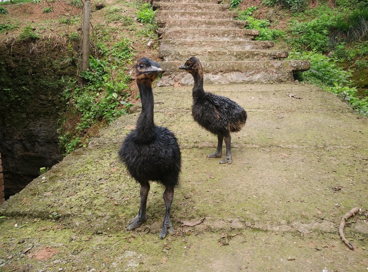 重庆鸵鸟,鸵鸟养殖,非洲鸵鸟苗,鸵鸟苗价格,鸵鸟苗