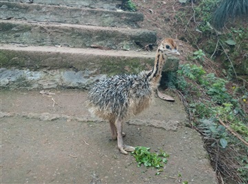 重庆鸵鸟，鸵鸟养殖，非洲鸵鸟苗，鸵鸟苗价格，鸵鸟苗