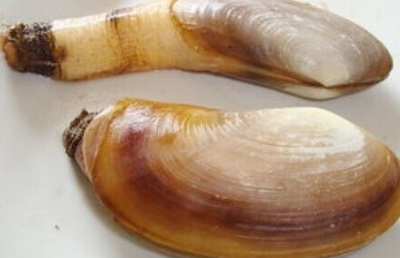 美国象拔蚌进口报关资质要求/门到门双清