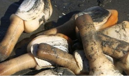 美国象拔蚌进口报关资质要求/门到门双清