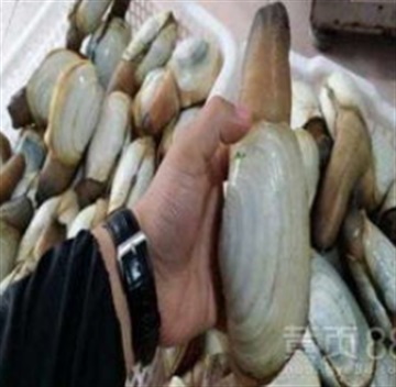 美国象拔蚌进口报关资质要求/门到门双清