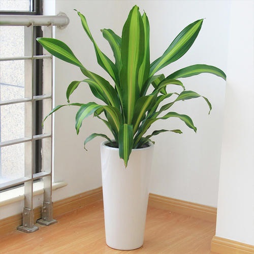 金心也门铁-合肥花卉租赁-合肥绿植租摆