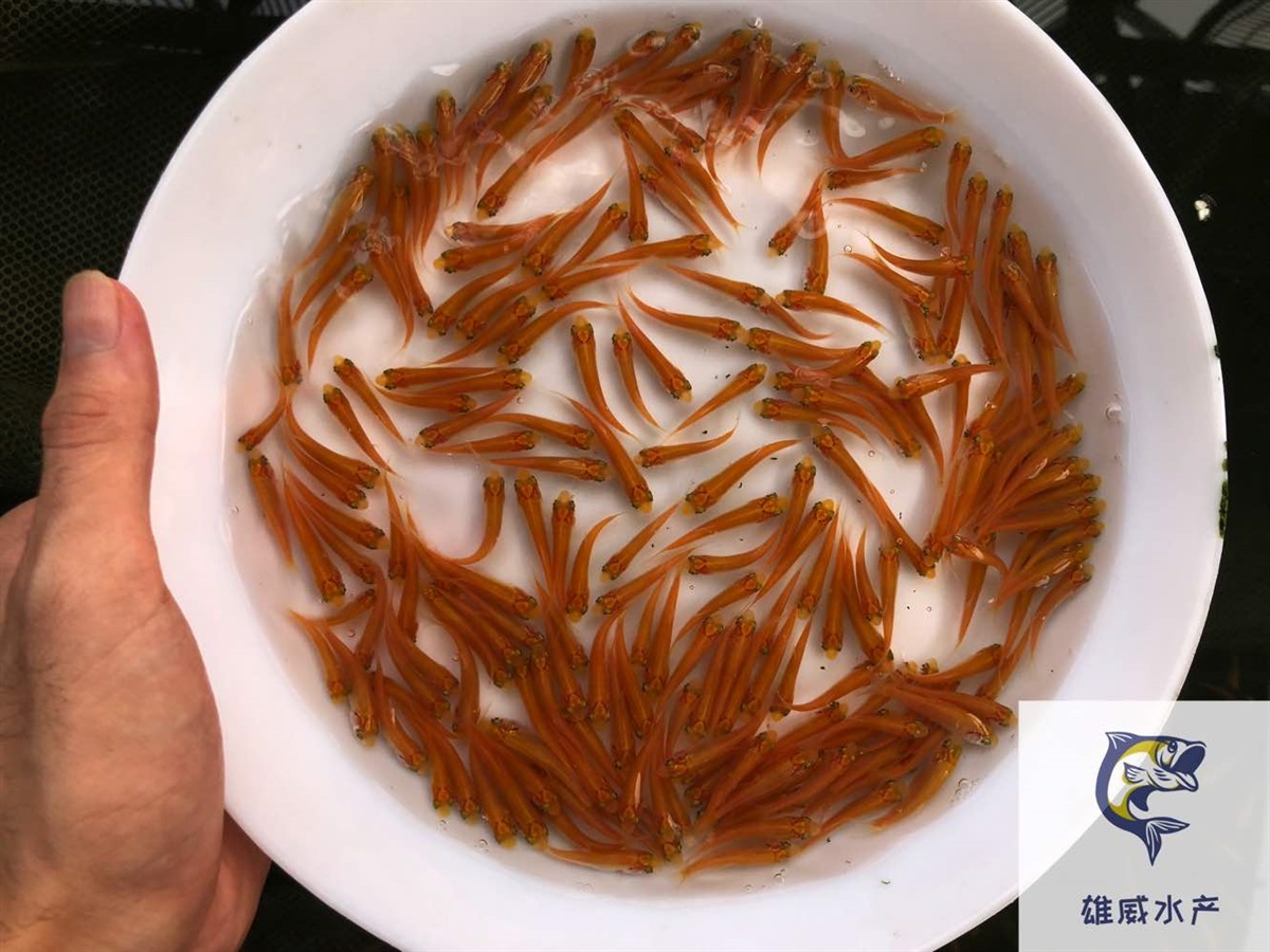 黄金鲩鱼苗红草鱼苗金丝草鱼苗批发价格