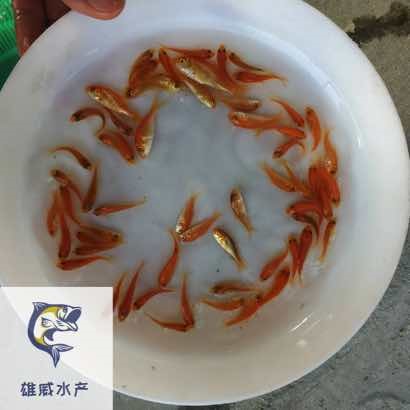 三色锦鲤鱼苗多色锦鲤鱼苗日本锦鲤鱼苗批发价格
