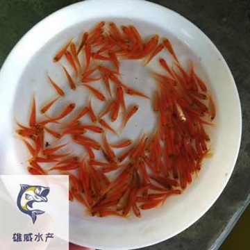 三色锦鲤鱼苗多色锦鲤鱼苗日本锦鲤鱼苗批发价格