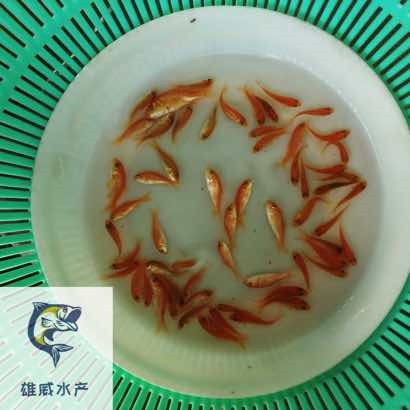 红鲤鱼苗金丝鲤鱼苗建鲤鱼苗批发价格