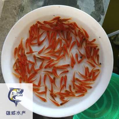 红鲤鱼苗金丝鲤鱼苗建鲤鱼苗批发价格