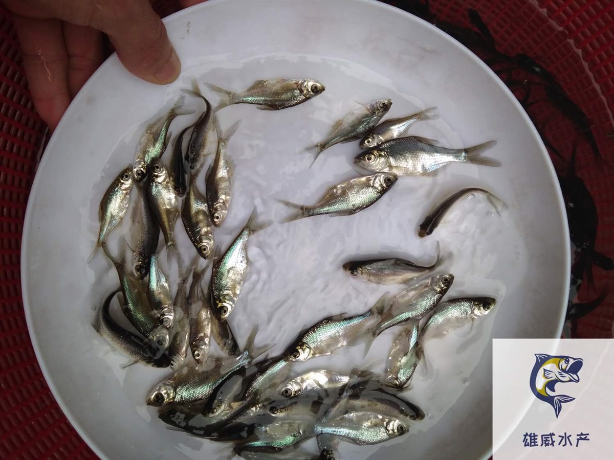 麦鲮鱼苗鲮鱼水花土鲮鱼苗批发价格