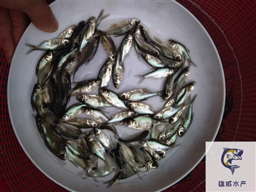 麦鲮鱼苗鲮鱼水花土鲮鱼苗批发价格