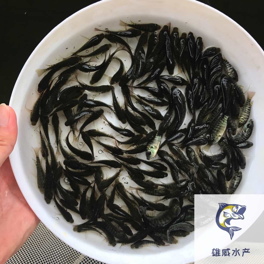 福寿鱼苗罗非鱼水花非洲鲫鱼苗批发价格