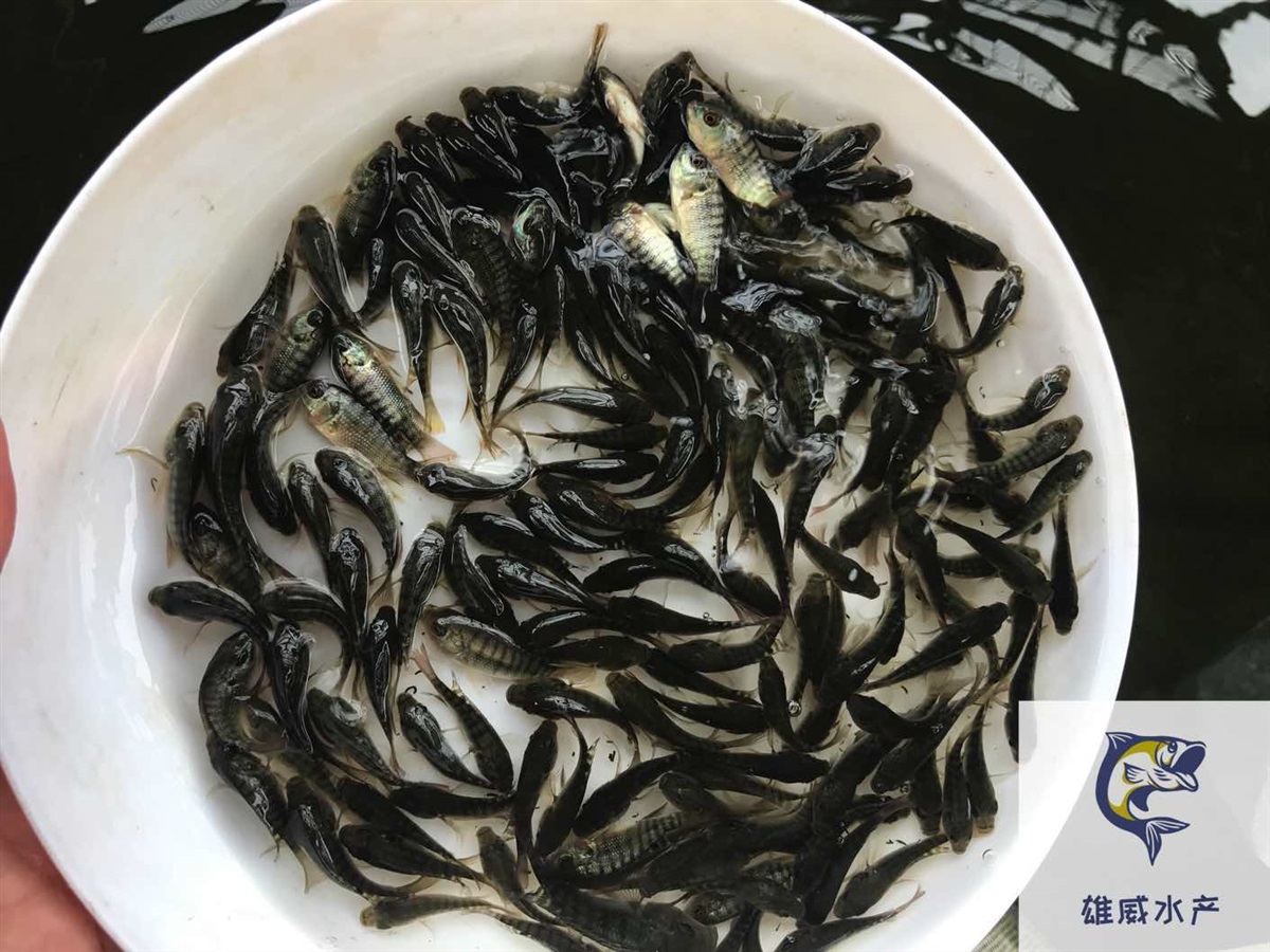福寿鱼苗罗非鱼水花非洲鲫鱼苗批发价格