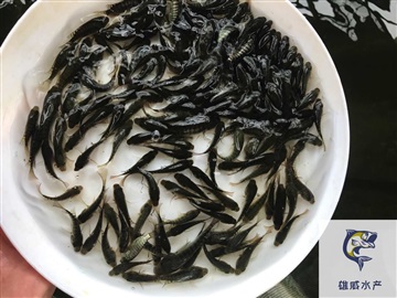 福寿鱼苗罗非鱼水花非洲鲫鱼苗批发价格