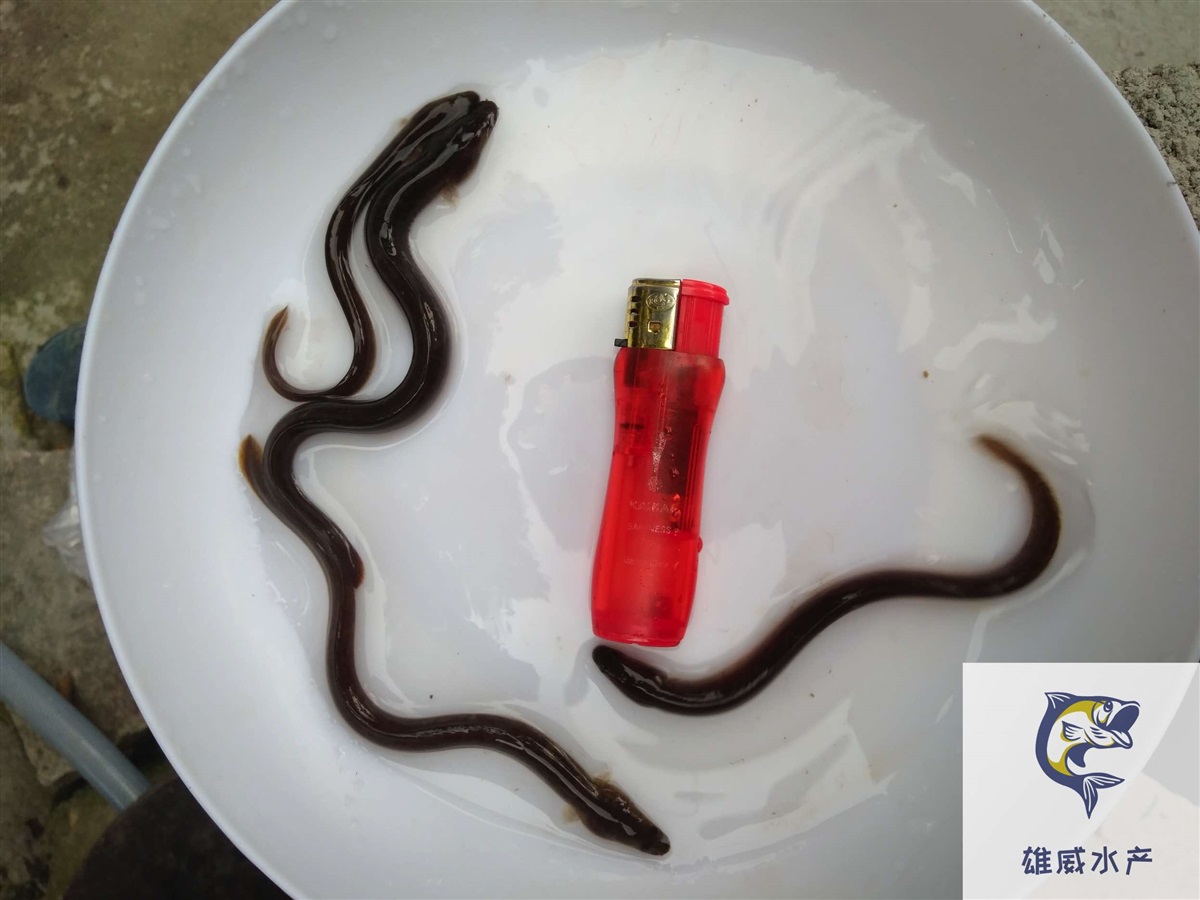 美洲鳗鱼苗欧洲鳗鱼苗花鳗鱼苗批发价格