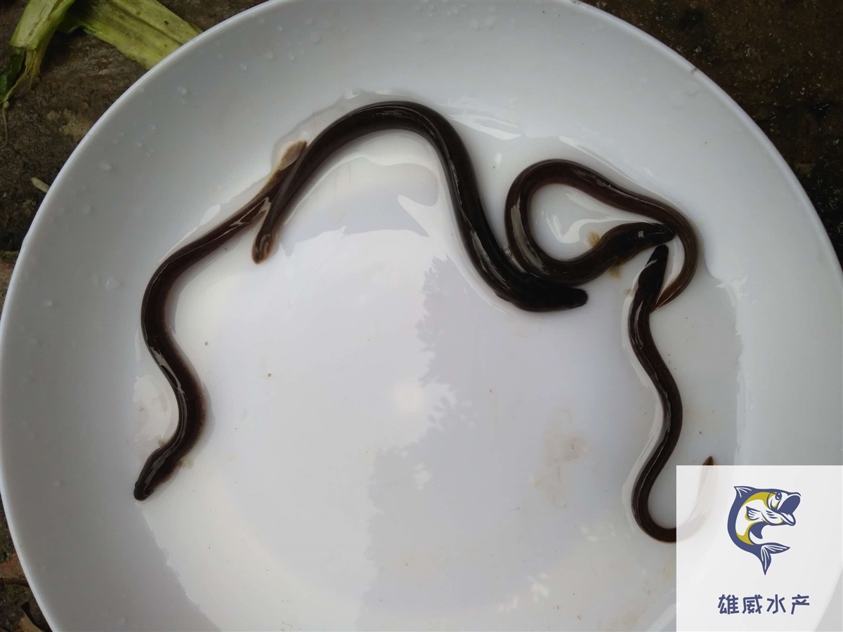 美洲鳗鱼苗欧洲鳗鱼苗花鳗鱼苗批发价格