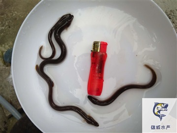 美洲鳗鱼苗欧洲鳗鱼苗花鳗鱼苗批发价格