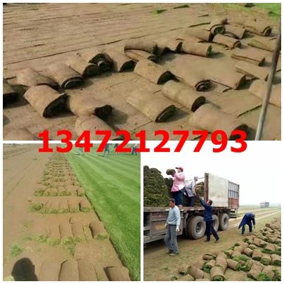 早熟禾草坪#高羊茅草坪#混播草坪#常绿草坪冷季型