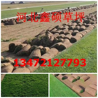 早熟禾草坪#高羊茅草坪#混播草坪#常绿草坪冷季型