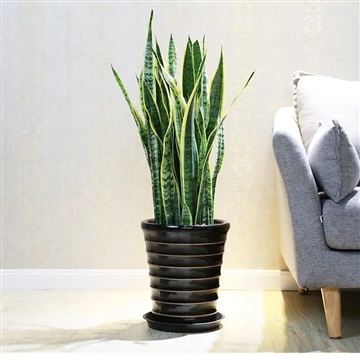 虎皮兰-合肥花卉租赁销售