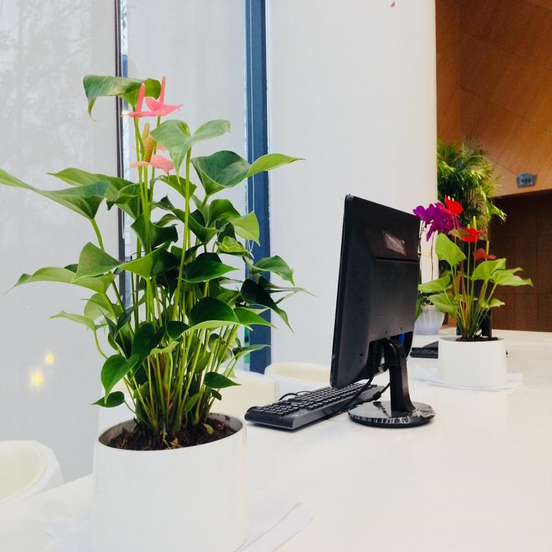 高新区花卉租赁-花卉租赁公司-合肥清新园花卉公司