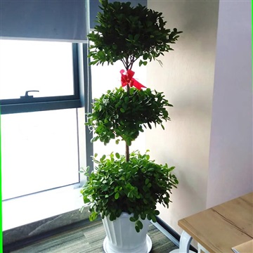 合肥开业绿植推荐-摇钱树-合肥市区送货上门