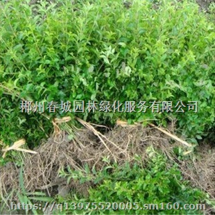 郴州园林绿化工程 园林树木移植 农户直供草皮苗木