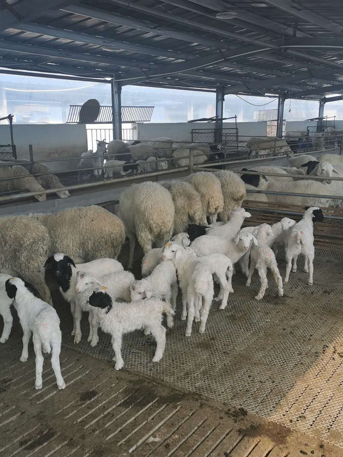 鲁西南黑头杜寒杂交改良一代头胎怀孕基础母羊多胎多肉