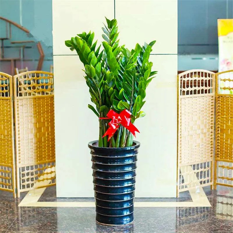 金钱树租赁-合肥绿植租摆-合肥花卉租赁公司