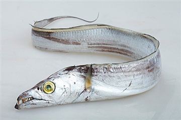 巴基斯坦带鱼进口清关门到门服务细节流程分享