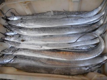 快速教会你越南带鱼在国内港口的清关流程细节