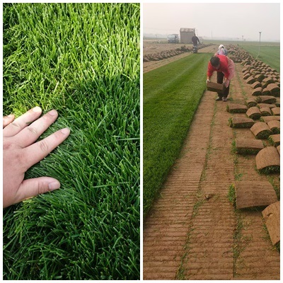 草坪-园林绿化冷季型草坪