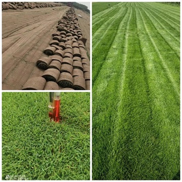 草坪-园林绿化冷季型草坪