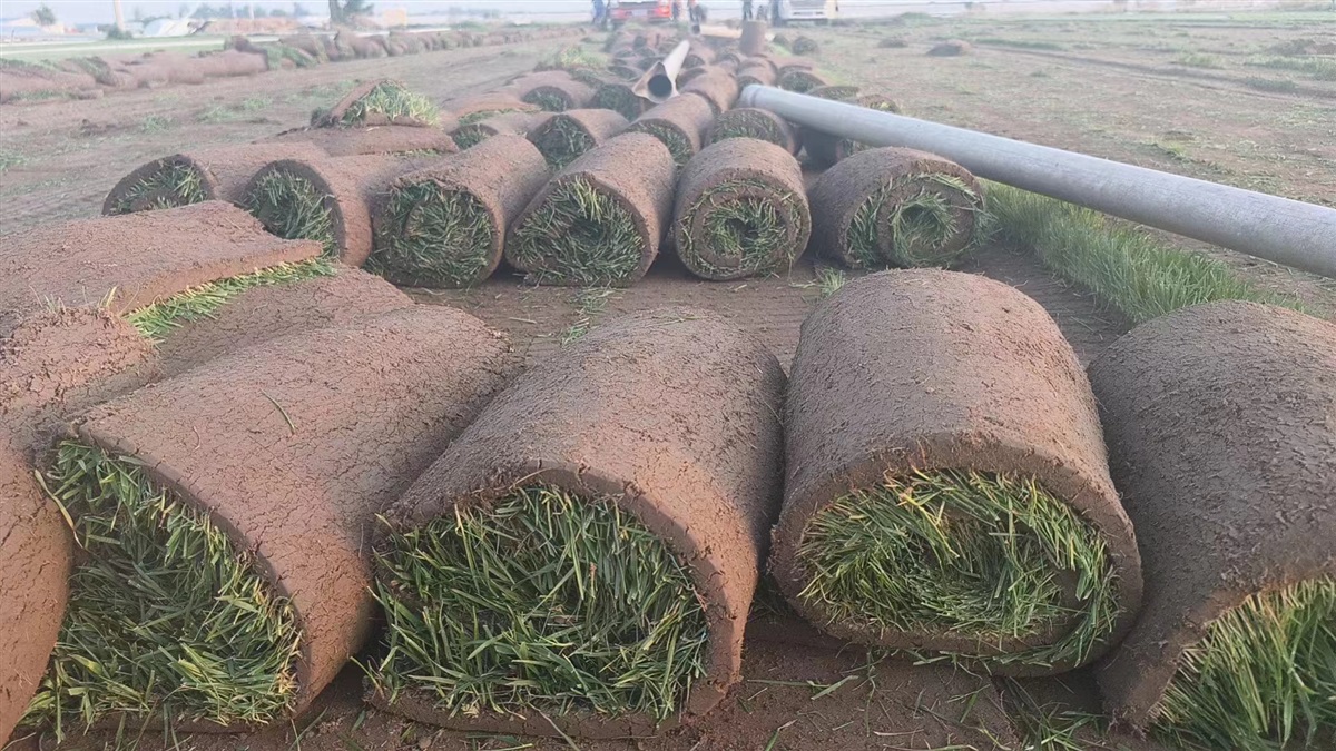 如何在日常养护中,保持冷季型四季青草坪的美观和健康