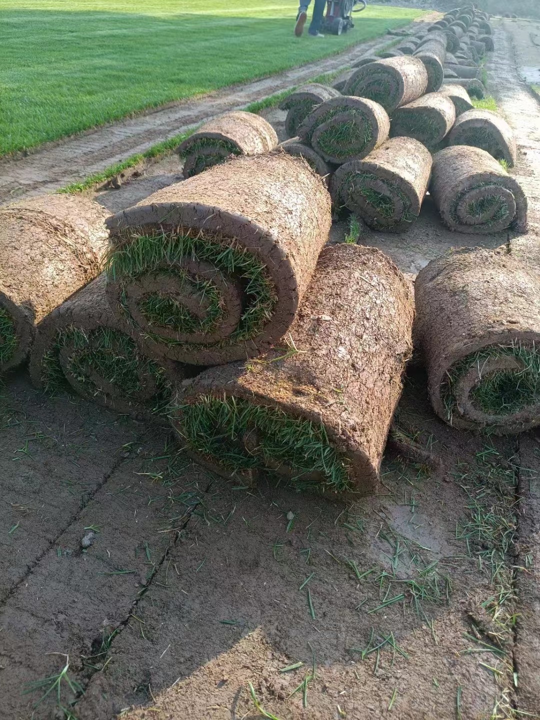 如何在日常养护中,保持冷季型四季青草坪的美观和健康