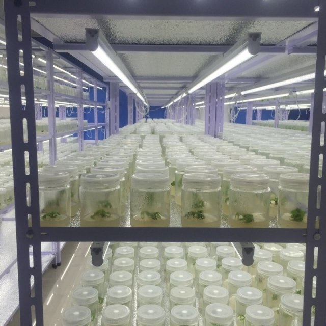 蝴蝶夹快装型组培架，角钢组培架