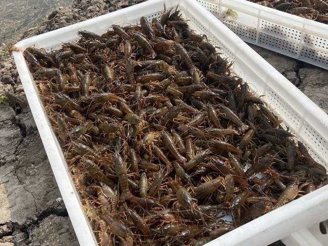 龙虾进口清关代理