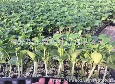 泰州黄瓜苗、西红柿苗批发,寿光蔬菜育苗厂