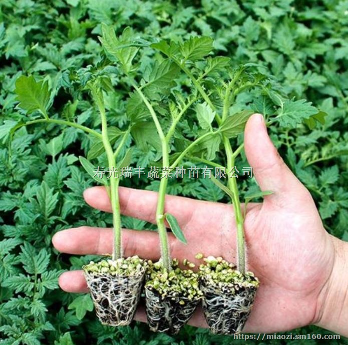 北京口感西红柿苗批发,育西红柿苗厂家