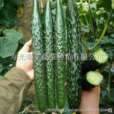 中卫黄瓜苗育苗厂,代育黑油亮黄瓜种苗