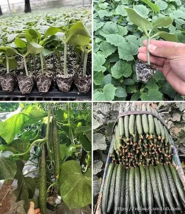中卫黄瓜苗育苗厂,代育黑油亮黄瓜种苗