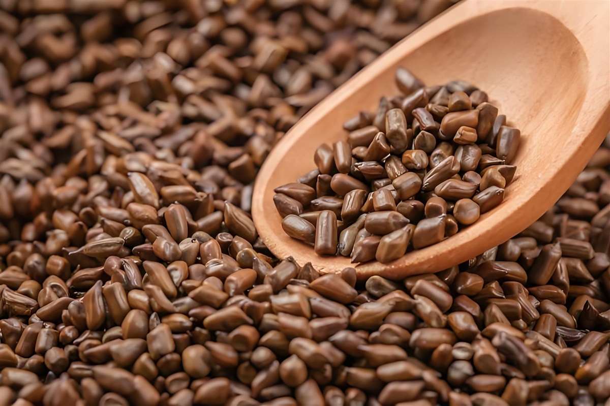 进口决明子,决明子进口清关代理